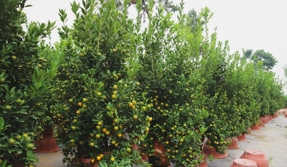 Theo các chủ vườn, quất Tứ Liên năm nay chất lượng và kiểu dáng có phần đẹp hơn so với các năm trước. Ảnh: Dân Việt