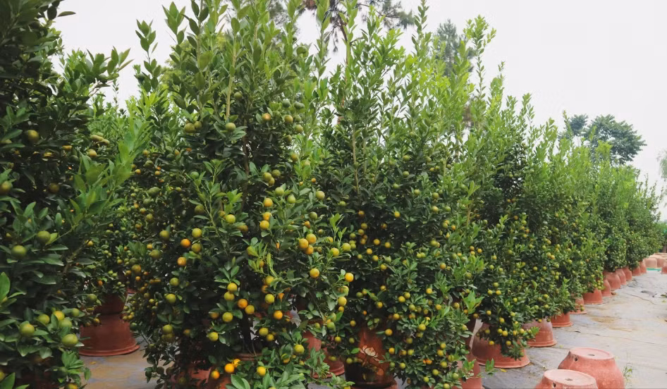 Theo các chủ vườn, quất Tứ Liên năm nay chất lượng và kiểu dáng có phần đẹp hơn so với các năm trước. Ảnh: Dân Việt