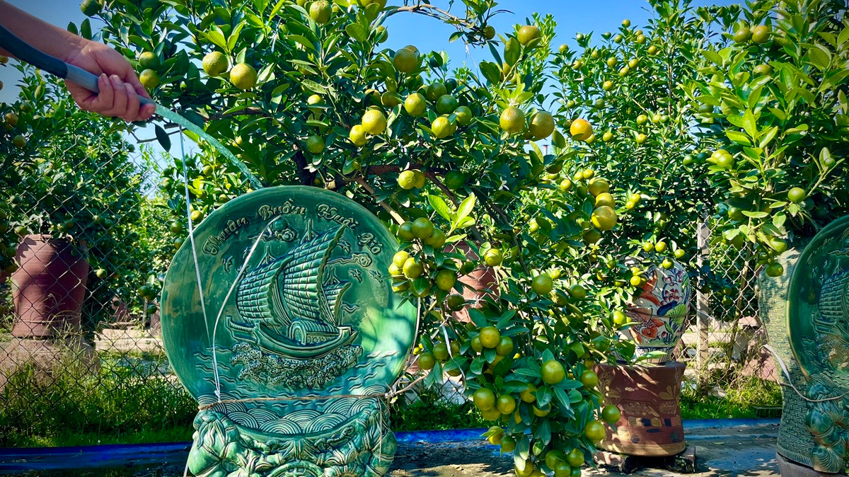 Quất cảnh là loại cây hút nước, cần nhiều ánh sáng, phù hợp phát triển trong nhiệt độ 20 – 24 độ C. Ảnh: Thiennhienmoitruong