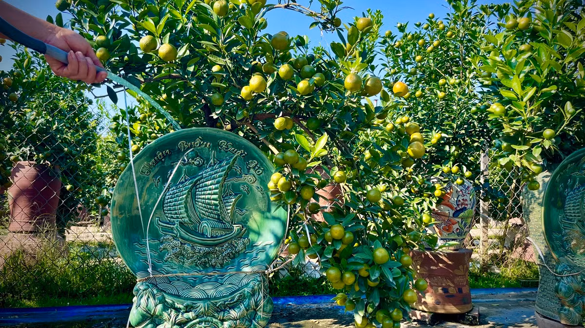 Quất cảnh là loại cây hút nước, cần nhiều ánh sáng, phù hợp phát triển trong nhiệt độ 20 – 24 độ C. Ảnh: Thiennhienmoitruong