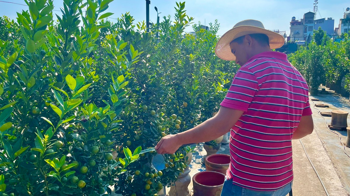 Thời gian này, các nhà vườn phải tưới nước đều đặn 2 lần/ngày vào trưa, chiều, tránh để quất khô dẫn đến bị vàng lá. Ảnh: Thiennhienmoitruong