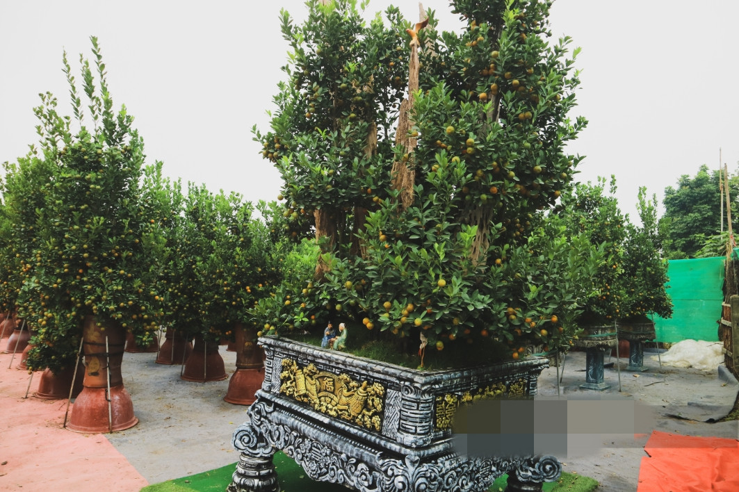 Bên cạnh chậu quất tuổi đời một năm, nhà vườn làng Tứ Liên cũng có những gốc quất đẹp hàng chục năm, giá thành cao. Những gốc lâu năm, nhà vườn thường cho thuê là chính với giá từ 4-8 triệu tuỳ từng cây. Ảnh: Dân Việt