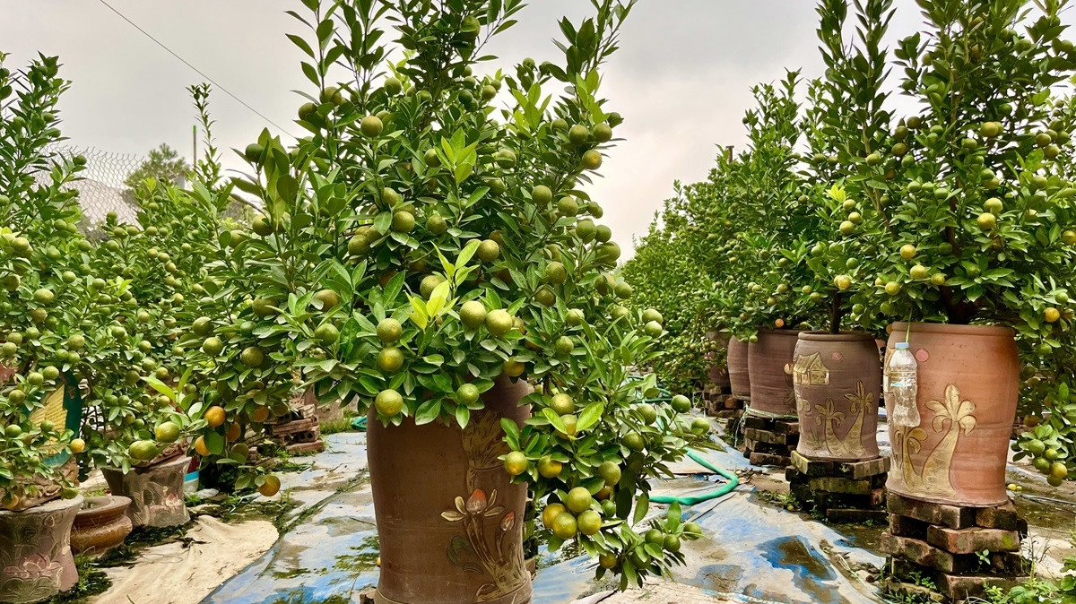 Mỗi nhà vườn rộng cả nghìn mét vuông, số lượng gốc quất khoảng vài trăm đến cả nghìn cây. Ảnh: Thiennhienmoitruong