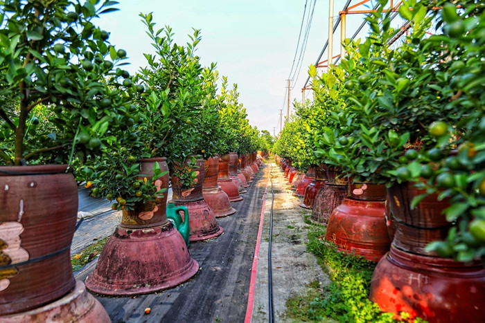 Những năm gần đây, quất Tứ Liên được chuyên canh trồng trong các bình, chum, bonsai,… nên yêu cầu về tay nghề thợ cao hơn, thời gian và công sức chăm sóc có thể lên đến vài năm. Ảnh: Daidoanket