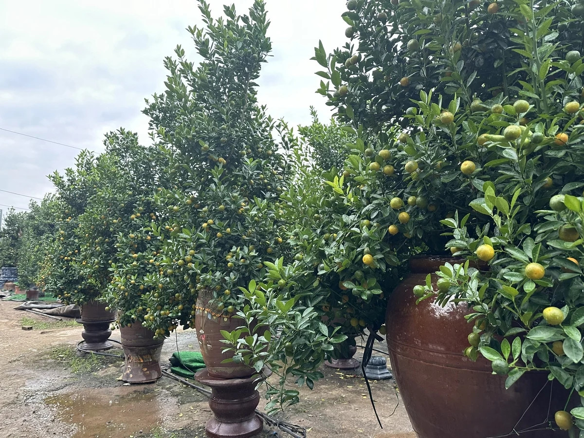 Quất chum được đầu tư nhiều về công sức nên giá cũng cao hơn nhiều so với quất thông thường. Mỗi chum có giá từ 1 đến gần 10 triệu đồng, thậm chí có những chum độc, lạ tuổi đời cao giá 20-30 triệu đồng. Ảnh: 60giay