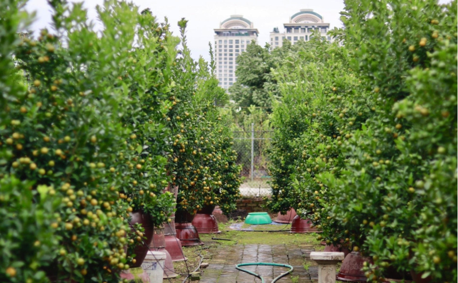 Chỉ còn hơn 1 tháng nữa là đến Tết Nguyên đán Giáp Thìn 2024, quất Tứ Liên đã lên dáng, một số gốc quất quả đã chín chuyển màu vàng bắt mắt. Ảnh: Công luận