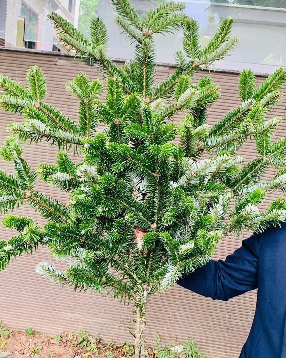 Theo người bán, đây là thông tươi Đan Mạch có độ bền từ 4 - 6 tuần, thân thiện với môi trường. Nguồn ảnh: Facebook