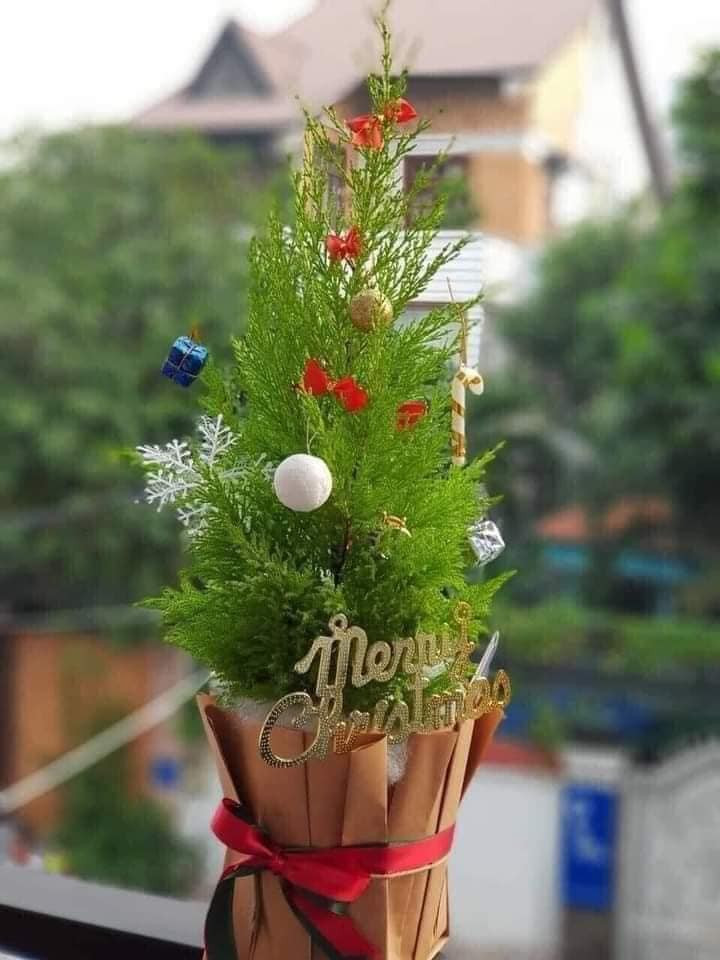 Hiện, chị Duyên đang đặt thêm 150 cây tùng thơm nini nữa để phục vụ khách hàng.