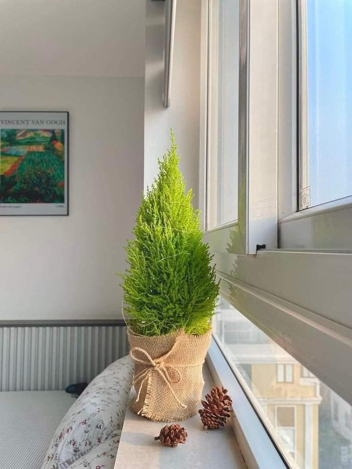 Những cây tùng thơm mini cao từ 40 - 60cm được rao bán từ 50.000 - 100.000 đồng/cây.