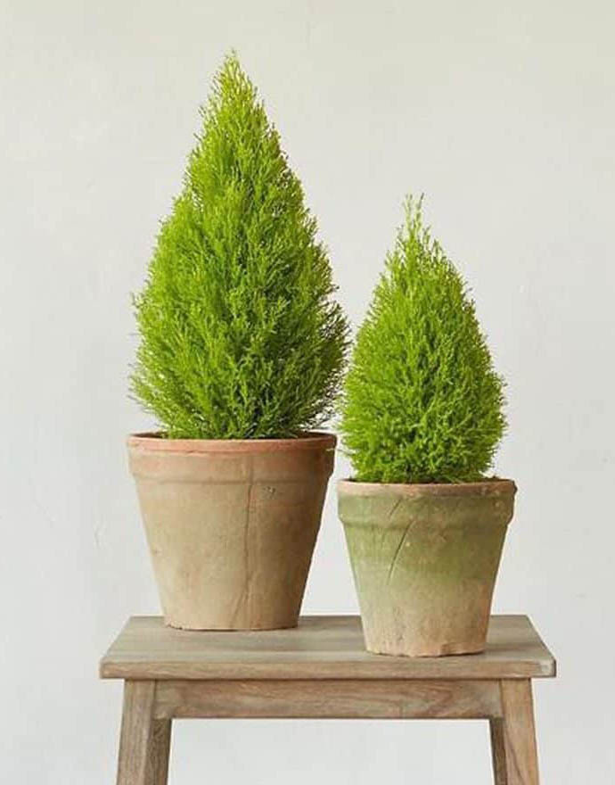 Mùi hương thơm tự nhiên dễ chịu nên tùng thơm mini được nhiều chị em văn phòng mua về trang trí trên bàn làm việc.