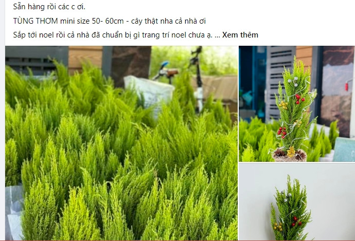 Dù còn khoảng một tháng nữa mới đến Giáng sinh nhưng ngày từ đầu tháng 11, trên chợ mạng đã rầm rộ rao bán tùng thơm mini với giá chỉ từ vài chục nghìn đồng.