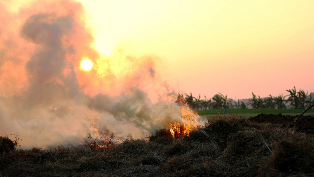 Tại nhiều cánh đồng ở các vùng quê Việt Nam, nhiều gia đình hiện không sử dụng đến rơm nên thường phơi khô đẻ đốt. Ai có nhu cầu trồng cây đều có thể xin dễ dàng. Ảnh: Hanoimoi