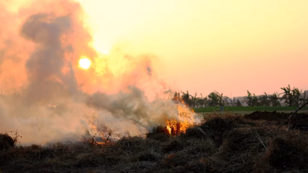 Tại nhiều cánh đồng ở các vùng quê Việt Nam, nhiều gia đình hiện không sử dụng đến rơm nên thường phơi khô đẻ đốt. Ai có nhu cầu trồng cây đều có thể xin dễ dàng. Ảnh: Hanoimoi