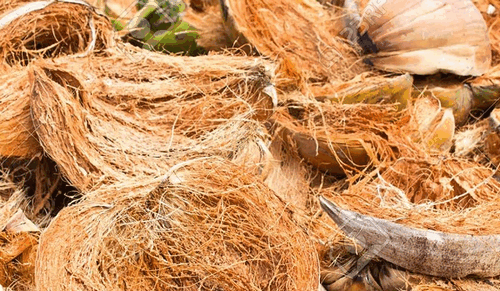 Các cơ sở chế biến xơ dừa khô xuất khẩu có thể thu vài tỷ đồng mỗi năm. Ảnh: Internet