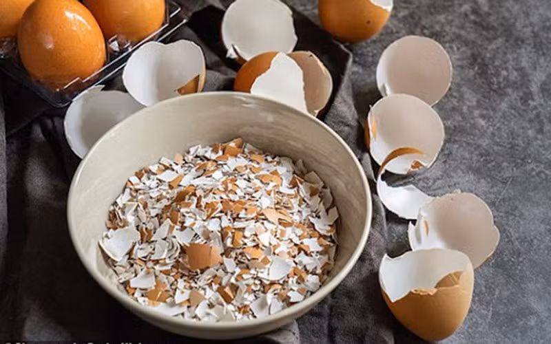 Vỏ trứng gà cũng là phế phẩm mà người dân thường vứt bỏ. Trên thực tế, vỏ trứng còn đem lại nhiều lợi ích cho cây trồng. Ảnh: Internet