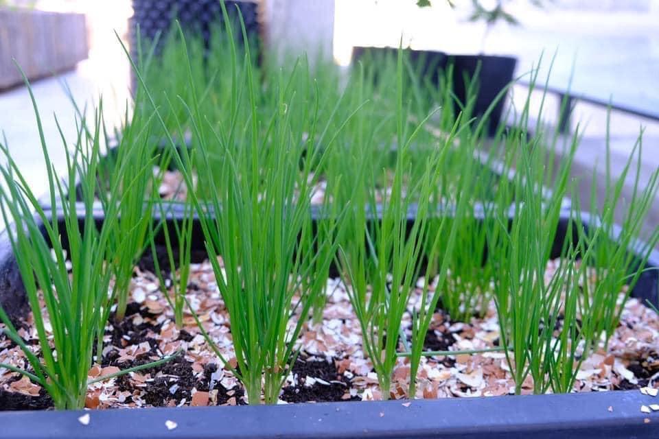 Vỏ trứng gà qua xử lý có giá 95.000 đồng/5 kg, 10kg giá 165.000 đồng. Ảnh: Dân Việt