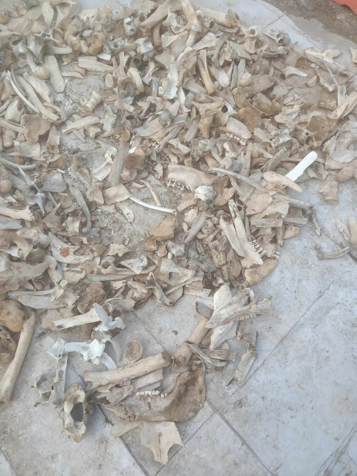 Theo thông tin trên Nông thôn Việt, xương động vật đang được thương lái thu mua tại Sơn La, chưa có điểm thu mua tại Hà Nội. Giá thu mua xương động vật dao động từ 2.000 – 2.500 đồng/kg. Ảnh: Nông thôn Việt