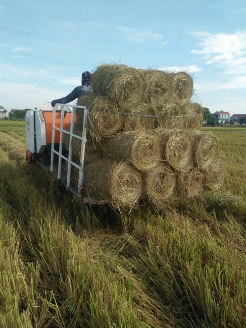 Thế nhưng, cũng không ít nơi thương lái đi mua từng cuộn rơm để bán cho những hộ gia đình nuôi bò, trồng nấm... Ảnh: Vietnamnet