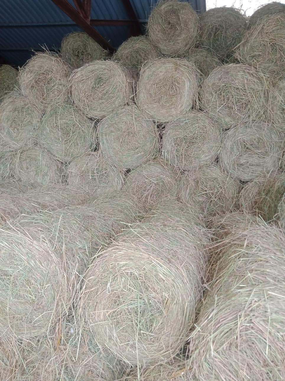 Những cuộn rơm khô nặng từ 15 – 17 kg, cao khoảng 50cm giá 25.000 đồng/cuộn. Những cuộn rơm đẹp khoảng 30.000 – 34.000 đồng/cuộn. Ảnh: Nông thôn Việt