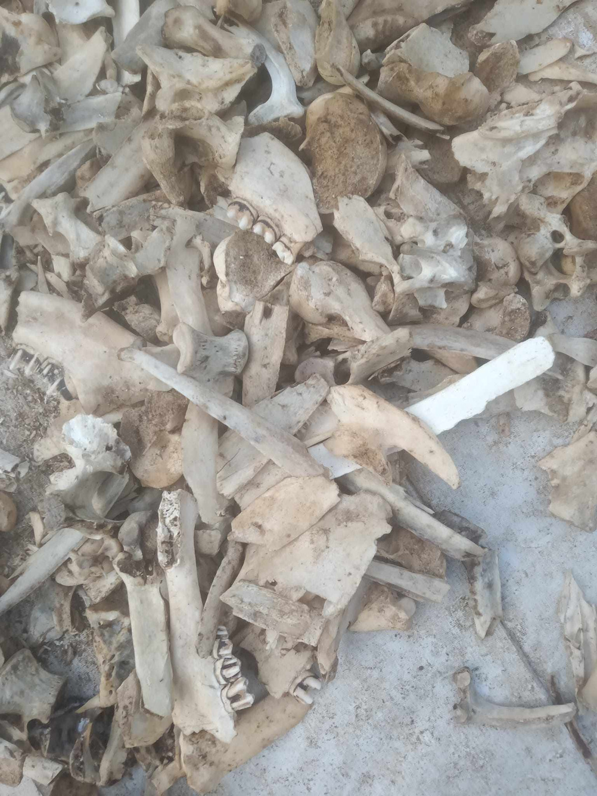 Xương động vật được thu mua phải đảm bảo không được hôi, thối. Xương phải mới, khô ráo để nghiền làm thức ăn chăn nuôi cho gia súc, gia cầm. Ảnh: Nông thôn Việt