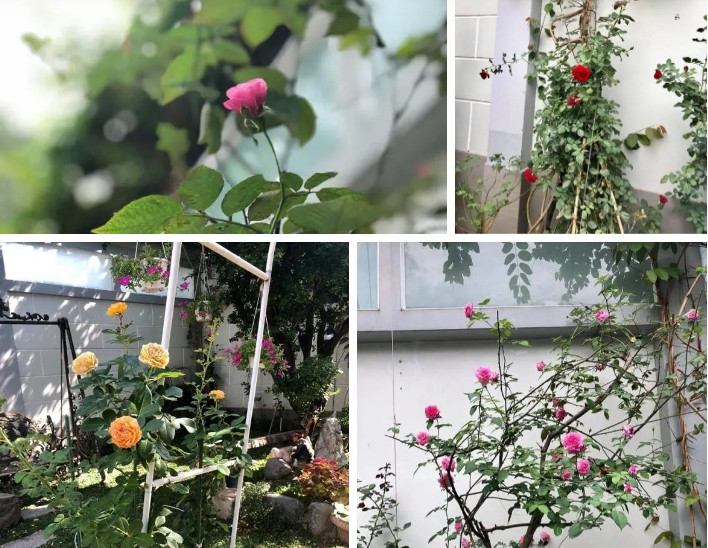 Trong vườn trồng nhiều hoa hồng với màu sắc và mùi hương khác nhau. Ảnh: Facebook