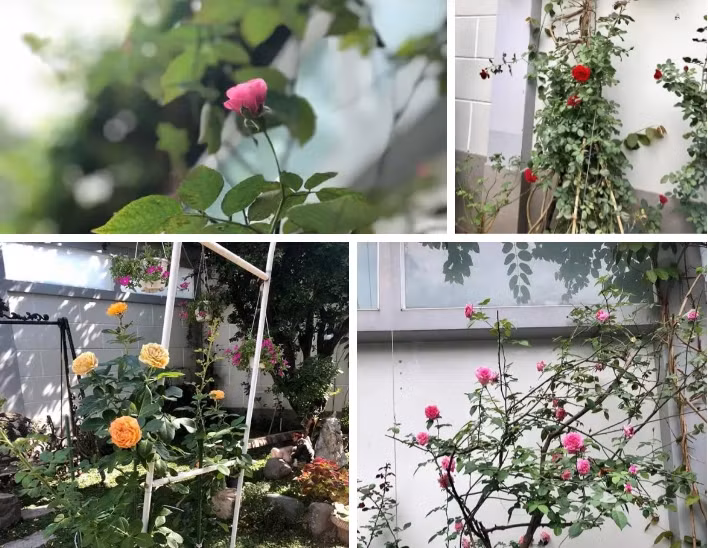 Trong vườn trồng nhiều hoa hồng với màu sắc và mùi hương khác nhau. Ảnh: Facebook