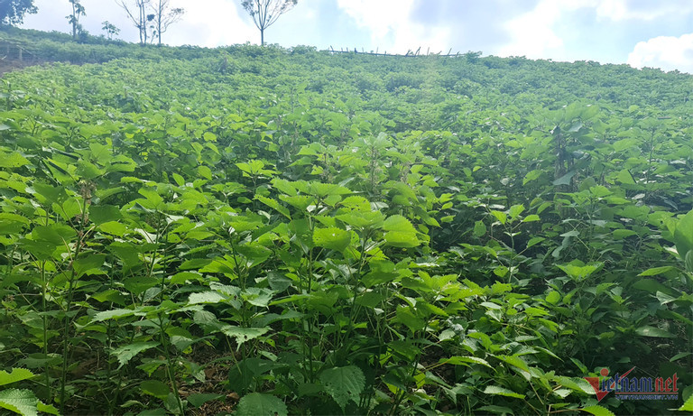 Trong 'cay lam giau', nguoi dan Thanh Hoa lam canh no nan
