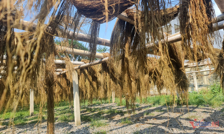 Trong 'cay lam giau', nguoi dan Thanh Hoa lam canh no nan-Hinh-2