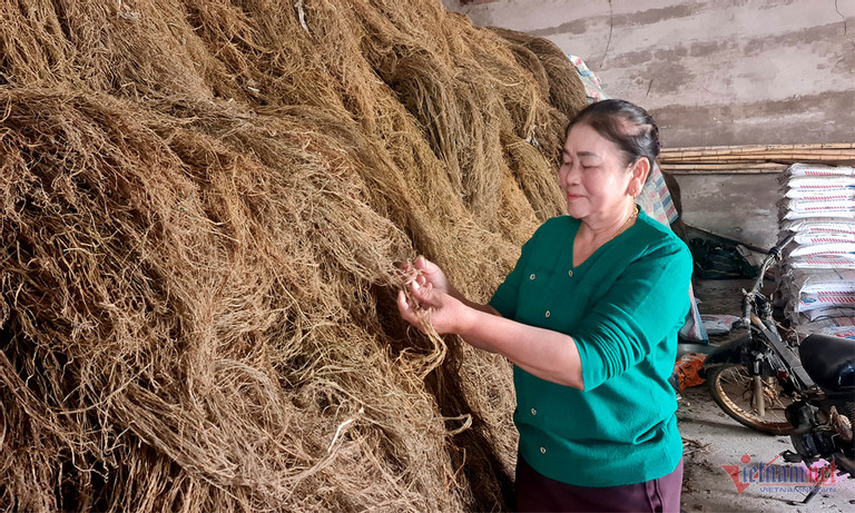 Trong 'cay lam giau', nguoi dan Thanh Hoa lam canh no nan-Hinh-3