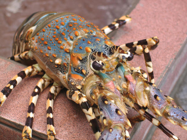 Tôm hùm ngọc trai có lớp vỏ màu xanh lam, điểm những đốm màu cầu vồng và râu cực dài. Ảnh: Getty