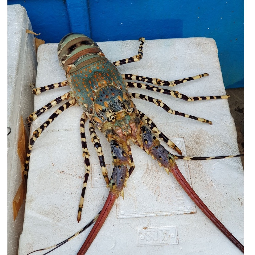 Phải mất 18 tháng mới có thể nhân giống hoàn toàn giống tôm hùm ngọc trai này. Ảnh: Facebook