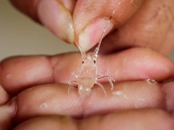 Loài giáp xác đầy màu sắc lạ kỳ này có giá trị đến mức thậm chí rất nhiều băng đảng tội phạm tìm đủ mọi cách để buôn lậu quốc tế ấu trùng của nó. Ảnh: BI