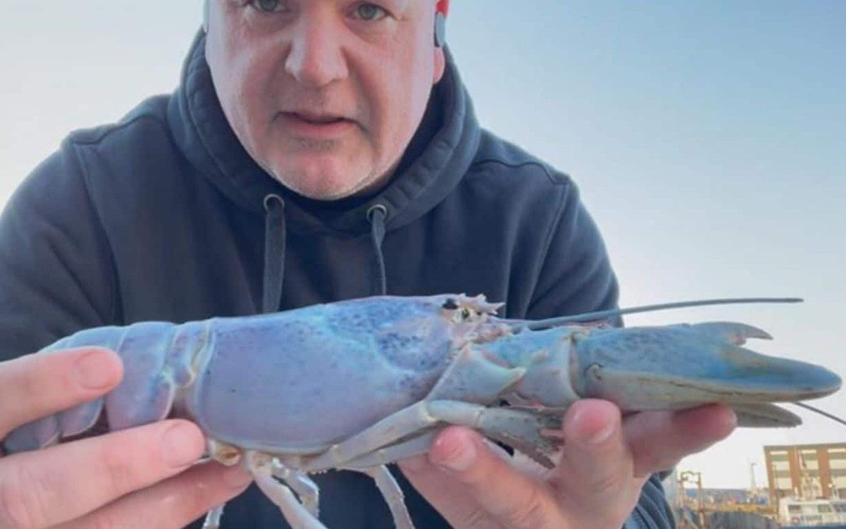 Điều này khiến tôm hùm ngọc trai đắt hơn 6 lần so với tôm hùm Maine, có giá 15 USD/kg. Ảnh: Revyuh