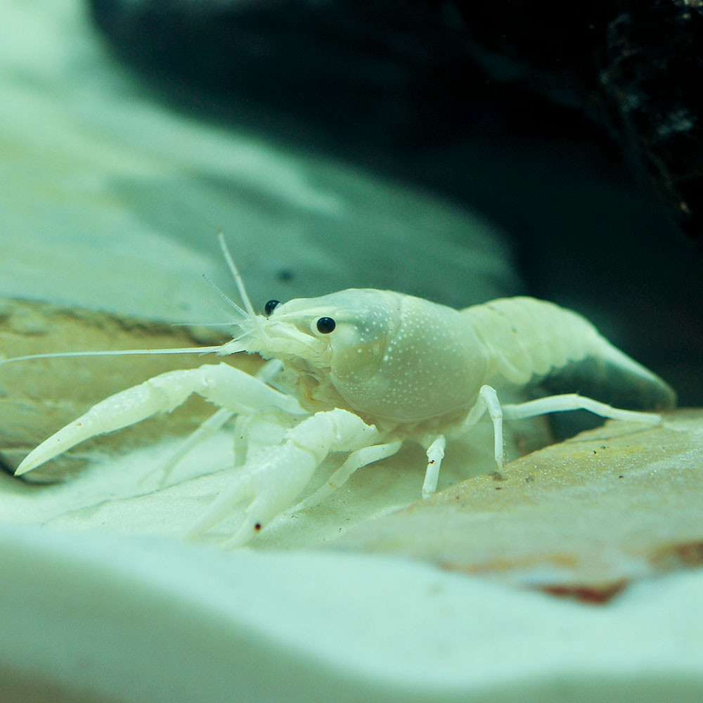 Do quy định của chính phủ, tôm hùm ngọc trai có trọng lượng dưới 200 gam phải được đưa về cơ sở nuôi trồng để đảm bảo nguồn cung cấp tôm hùm bền vững hơn. Ảnh: Seminyak Times