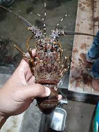 Hơn nữa, người chăn nuôi phải kiểm tra lưới suốt cả tuần và sửa chữa mọi hư hỏng. Ảnh: Facebook