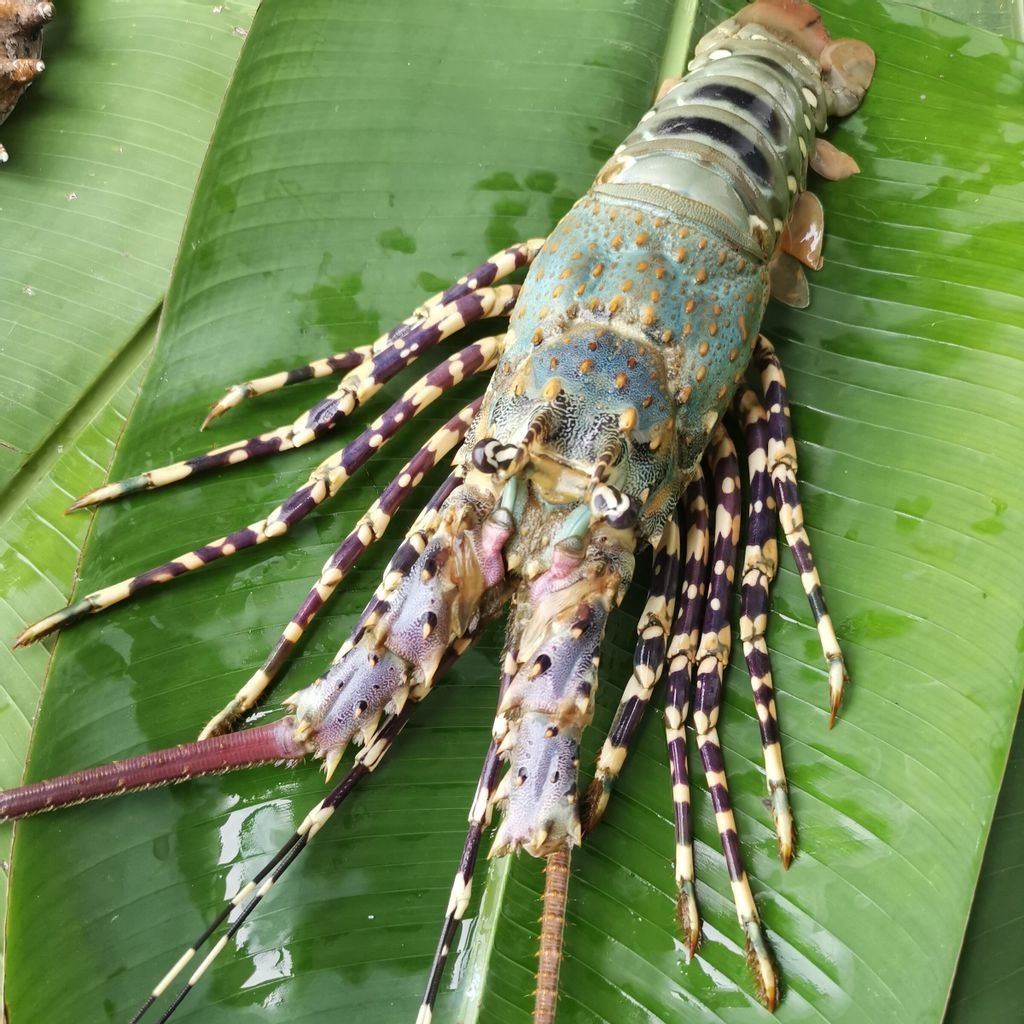 Tôm hùm ngọc trai nuôi thương mại có giá khoảng 50 USD/kg (1,2 triệu đồng) trong khi tôm hùm ngọc trai đánh bắt tự nhiên có giá 99 USD/kg (2,4 triệu đồng/kg). Ảnh: Getty