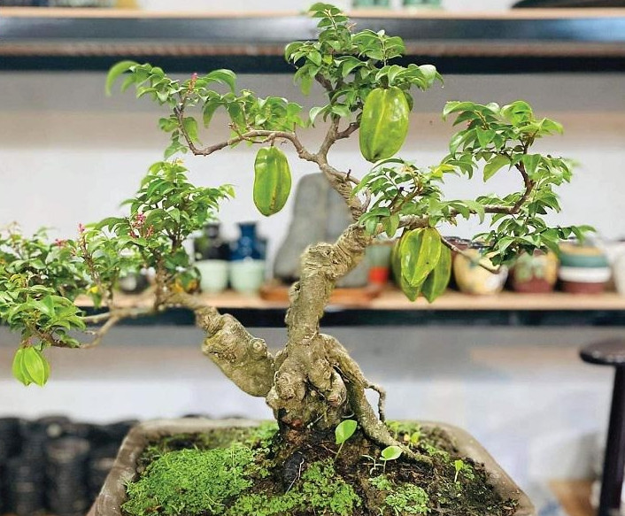 Cây khế được nhiều người ưa chuộng làm bonsai bởi lá cây xanh quanh năm, hoa mọc thành từng chùm nhỏ và quả sai trĩu trịt. Ảnh: Trạm xanh