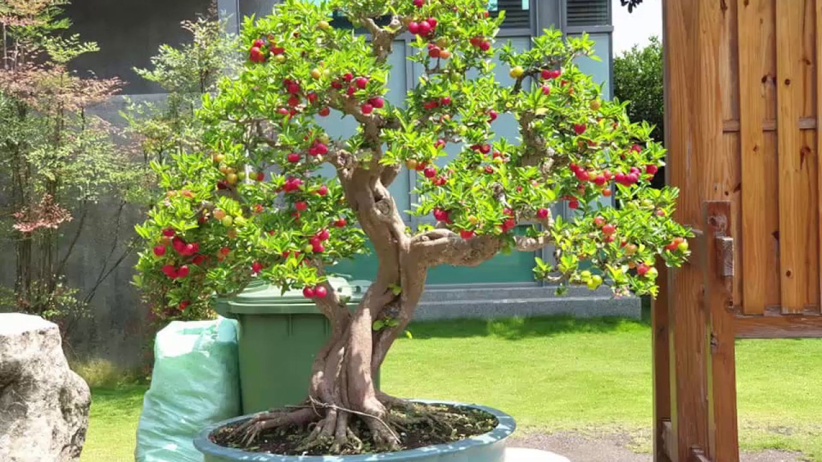 Sơ ri nhiều cành lá sum suê, thân mềm nên có thể dễ dàng tạo thành những tác phẩm bonsai độc đáo. Hơn nữa, hoa sơ ri màu hồng, quả sơ ri màu đỏ tạo nên một tổng thể cực kỳ sinh động. Ảnh: YouTube