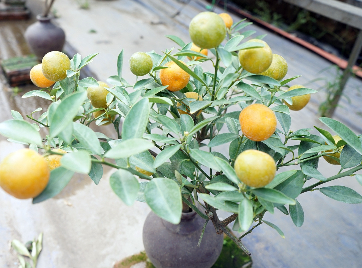 Quất bonsai rất được ưa chuộng trong dịp Tết. Quả quất trơn nhẵn, có màu vàng cam hoặc vàng óng rất đẹp mắt. Ảnh: Facebook