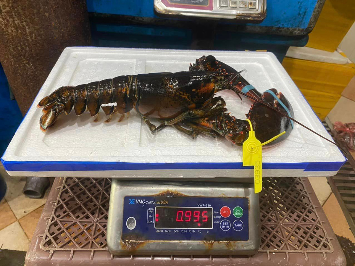 Tôm hùm Alaska nặng trung bình khoảng 1 - 3kg/con. Thịt tôm hùm Canada trắng, giòn. Giá tôm hùm Alaska từ 900.000 - 1.200.000 đồng/kg. Ảnh: Facebook