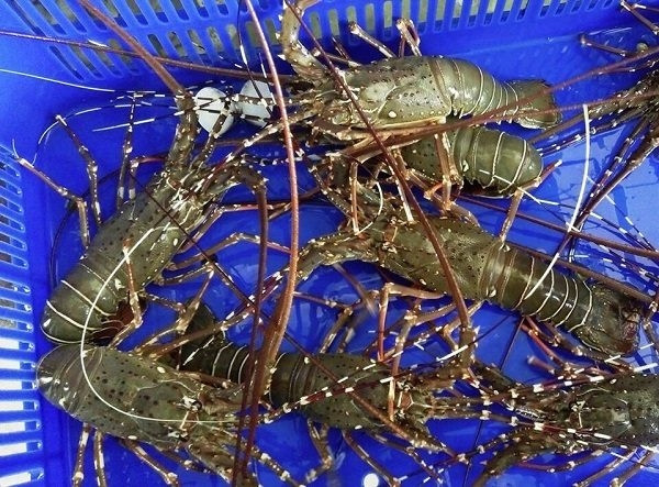 Tôm hùm baby có nhiều tại Phú Yên, Nha Trang. Tôm hùm baby có kích thước nhỏ hơn các loại tôm hùm khác nhưng thịt rất dai, ngon và săn chắc. Ảnh: Thegioihaisan