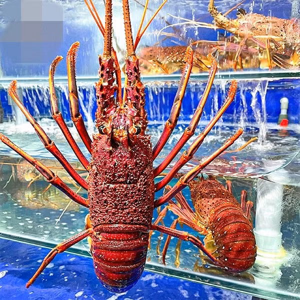 Tôm hùm Úc khá to, trọng lượng trung bình từ 1-3 con/kg, con nặng nhất có thể lên đến 5kg. Tôm hùm Úc có hai loại là tôm hùm Tây Úc và tôm hùm Nam Úc. Ảnh: Daohaisan