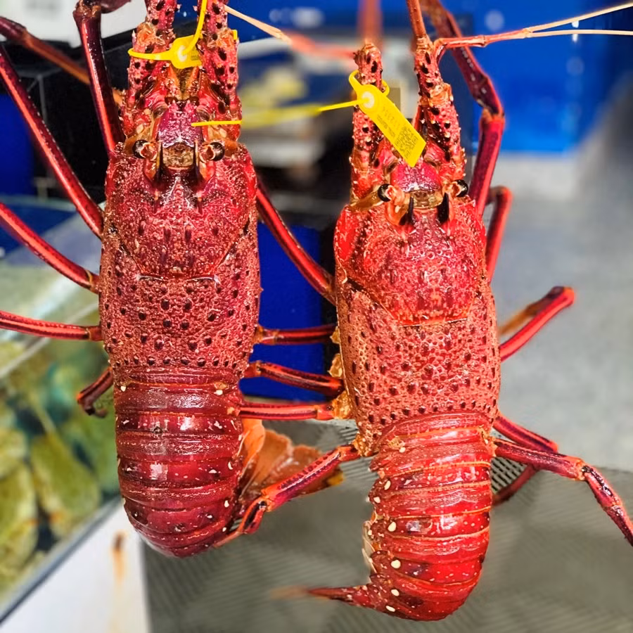 Tôm hùm Nam Úc có vỏ ngoài màu đỏ sậm, xù xì, giá từ 2 - 2,4 triệu đồng/kg. Ảnh: Haisanhoanggia