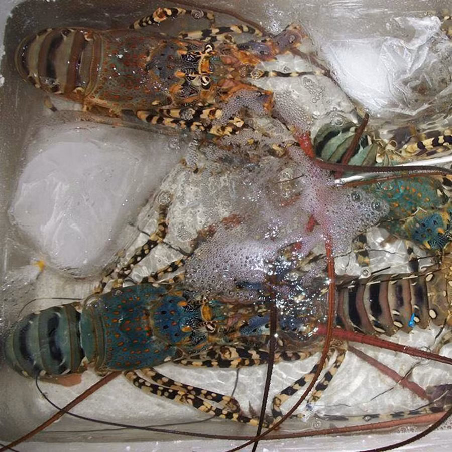 Giá tôm hùm baby dao động trong khoảng 500.000 - 800.000 đồng/kg, tùy kích cỡ. Ảnh: Daohaisan