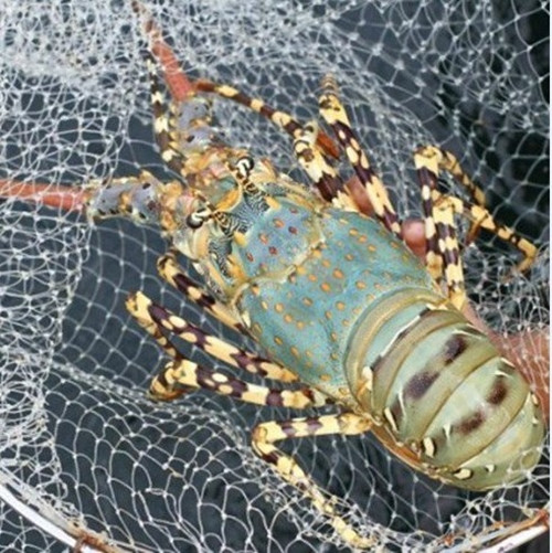 Giá tôm hùm bông dao động từ 1,6 - 2,5 triệu đồng/kg. Ảnh: Tú hải sản