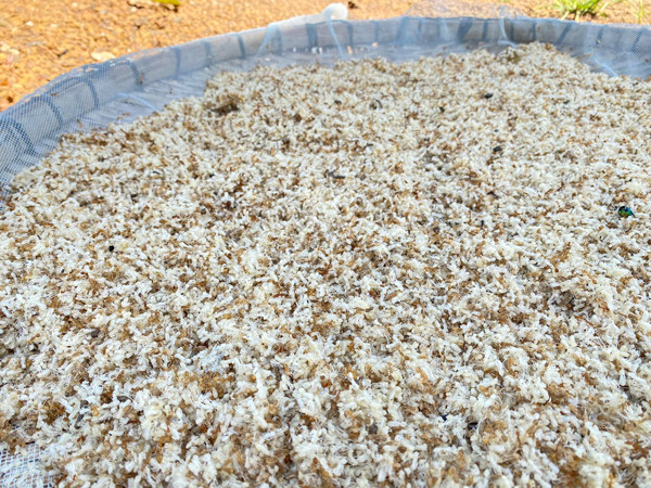 Tuy nhiên, loài kiến thường sống ở những nơi ẩm thấp nên có thể chứa nhiều ký sinh trùng, vi khuẩn gây nguy cơ ngộ độc. Do đó, người có tiền sử dị ứng với côn trùng nên cân nhắc khi ăn trứng kiến. Ảnh: Vietnamnet