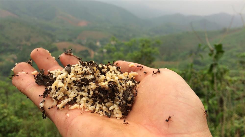 Dù giá đắt nhưng để mua trứng kiến gai đen trái mùa không dễ bởi khách quen và nhà hàng thường đặt hết. Ảnh: Vietnamnet