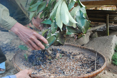 Theo các tiểu thương, trứng kiến gai đen được thu mua từ người dân đi lấy trứng kiến trong rừng. Do trứng kiến hoàn toàn lấy từ tự nhiên nên số lượng không nhiều. Ảnh: Vietnamnet