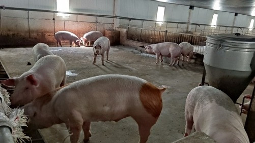 Đầu tư ngành chăn nuôi heo từ năm 2020, đến năm 2023 Tập đoàn HAGL của bầu Đức đã xây dựng được 10 cụm chuồng trại với công suất nuôi khoảng 600.000 con heo thịt mỗi năm. Ảnh: Người lao động