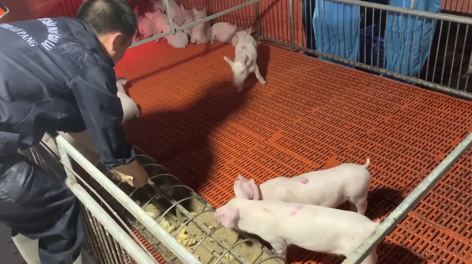 Với lợi thế quỹ đất lớn, cách bố trí khoa học, trang trại chuối của HAGL trở thành vùng đệm sinh học, không chỉ cung cấp thức ăn mà cả nguồn không khí trong lành cho các nông trại heo của Tập đoàn. Ảnh: Nông nghiệp